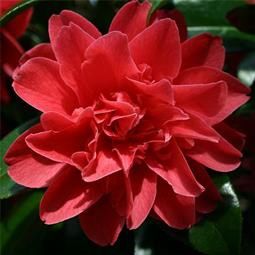 Camellia Mark Allan - Pb6.5 (40/100)