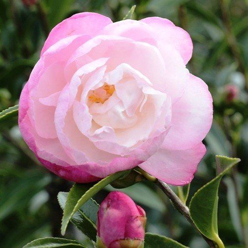 Camellia Paradise Pearl - Pb6.5 (65/75)