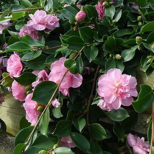 Camellia Marge Miller - 2.4Ltr