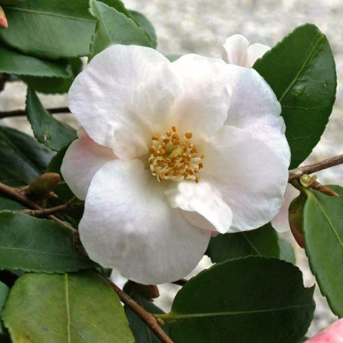 Camellia Quintessence - 2.5L (20/40)