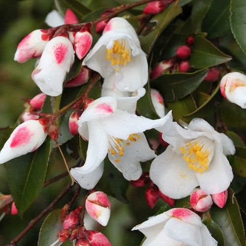 Camellia transnokoensis - Pb5/Pb6.5