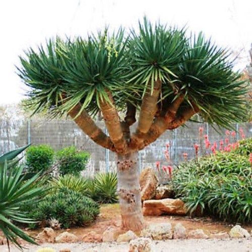 Dracaena draco, Dragon Tree - 5Ltr