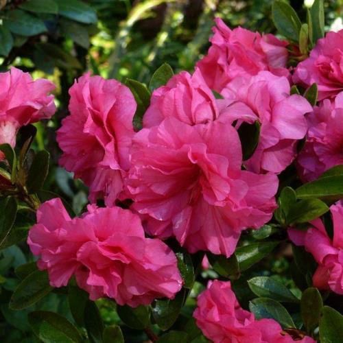 Azalea Anna Kehr - 1.25Ltr