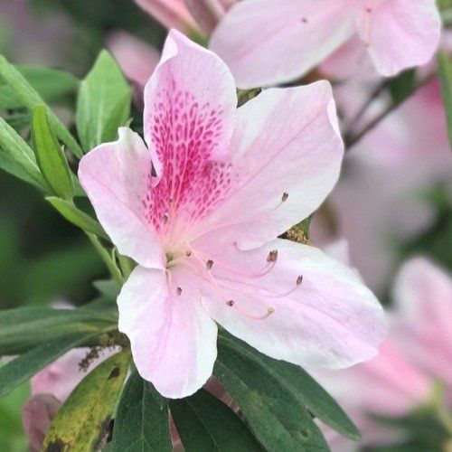 Azalea Bayou - 1.25Ltr