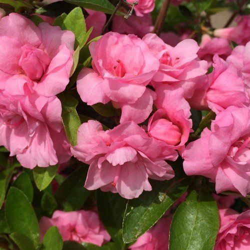 Azalea Comtesse de Kerchove - 1.25Ltr