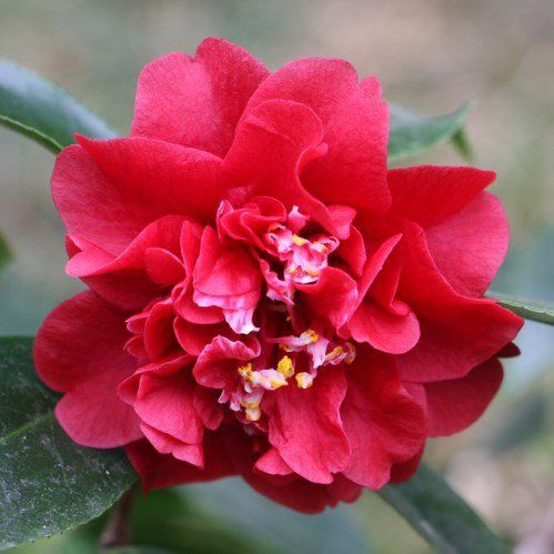 Camellia Maroon and Gold - pb6.5 (60/80)