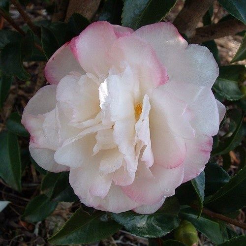 Camellia Pure Silk - 2.5Ltr