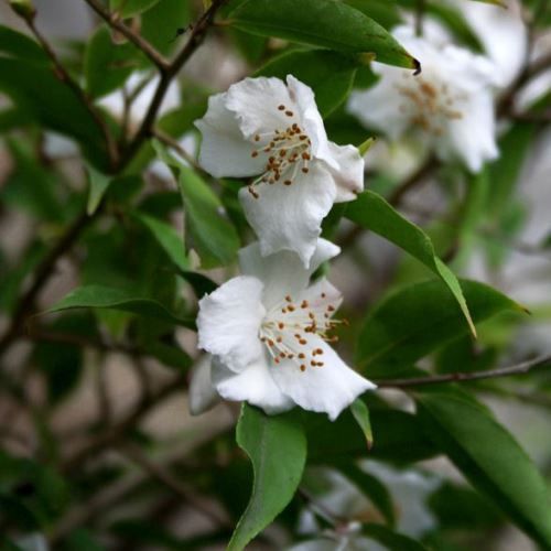 Camellia Tsaii - Pb6.5