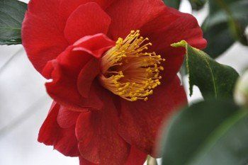 Camellia Flame, topiary standard - Pb12