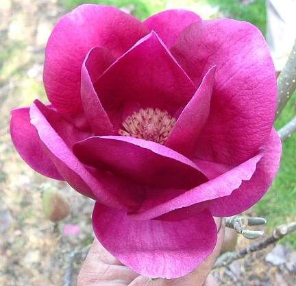 Magnolia Cleopatra - 15Ltr