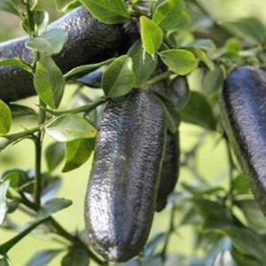 Lime Finger Lime Black