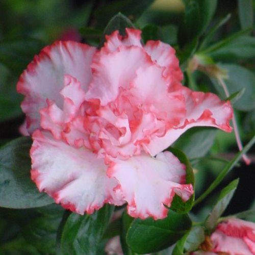 Azalea Albert Elizabeth - 1.25Ltr