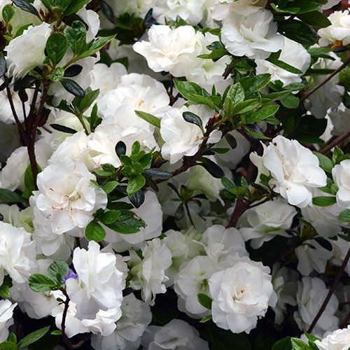 Azalea Aline - 1Lt/1.25Ltr