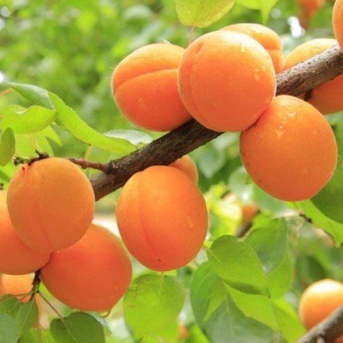 Apricot Golden Glow (dwarf) - Pb18