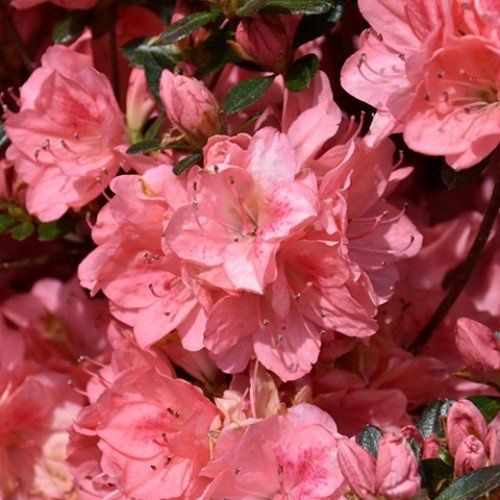 Azalea Blaauw's Pink - 1.25Ltr