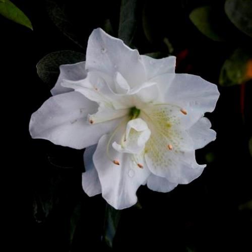 Azalea Dream Cloud - 2.4Ltr