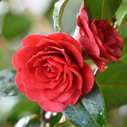 Camellia Les Jury - Pb6.5