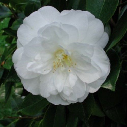 Camellia Kosaku Sawada - 2.5Ltr