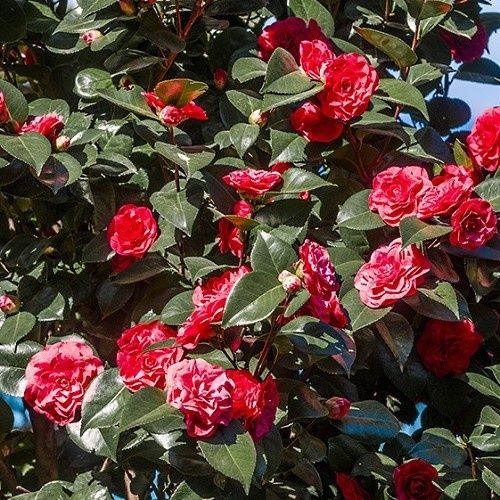 Camellia Red Lace