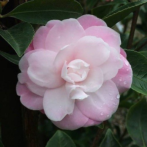 Camellia Sweet Jane - 2.5Ltr