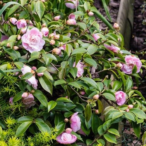 Camellia Sweet Emily Kate - 2.5Ltr