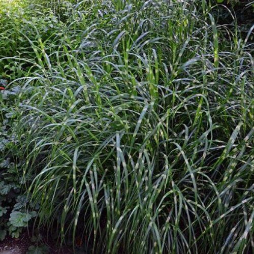 Miscanthus Zebrinus - Pb6.5