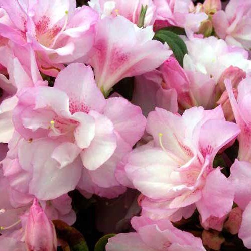 Azalea Anniversary Joy - 1.25Ltr