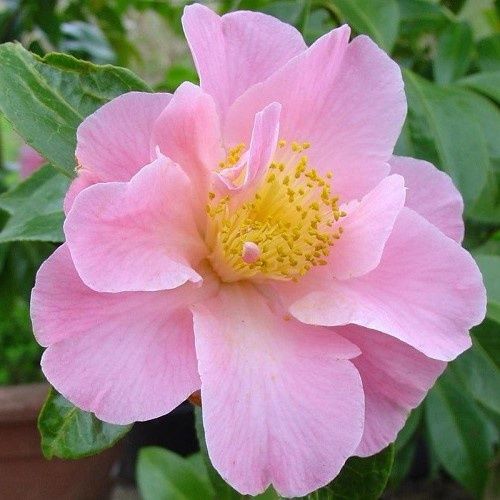 Camellia Tiptoe - 4.7Ltr