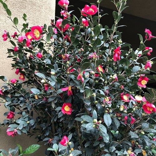 Camellia Yuletide - Pb6.5 (40/60)