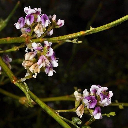 Carmichaelia arborea, New Zealand Broom