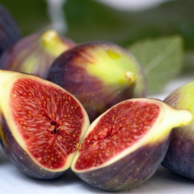 Fig Brown Turkey - Pb28