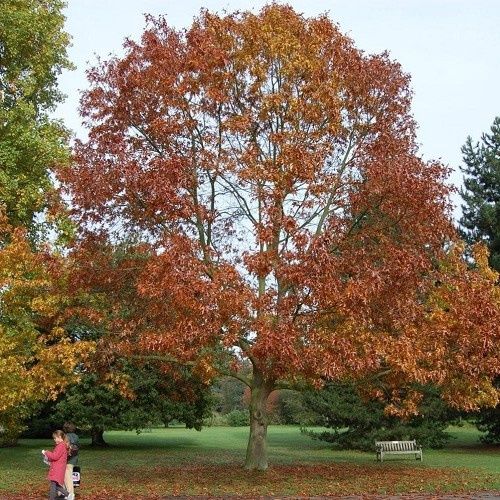 Quercus ellipsoidalis, Northern Pin Oak - Pb12