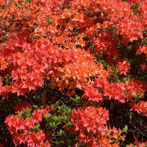 Azalea Apex Flame - 1.25Ltr