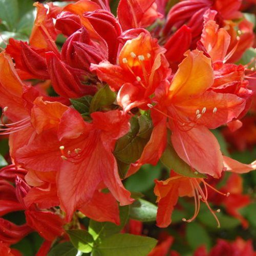 Azalea Brilliance (dec.) - 4.7Ltr