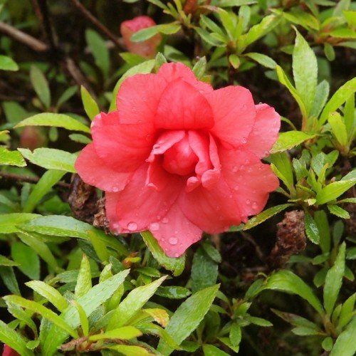 Azalea balsaminaeflorum - 1.25Ltr