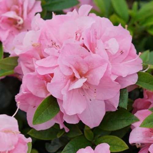 Azalea Cliff's Choice - 1.25Ltr