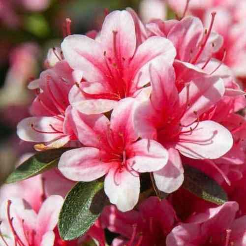 Azalea Cherry Blossom - 1.25Ltr