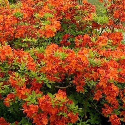 Azalea Centenary Heritage - 1.25Ltr