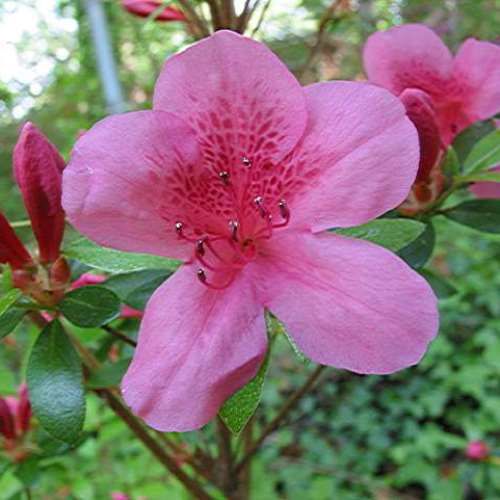 Azalea Constance - 1.25Ltr