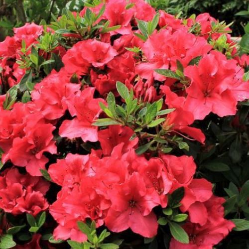 Azalea Cherry Bright (dec.) - 4.7Ltr