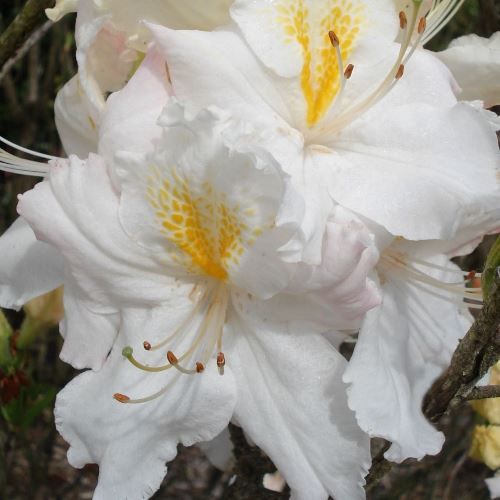 Azalea Eskimo Pie (dec.) - 3Ltr