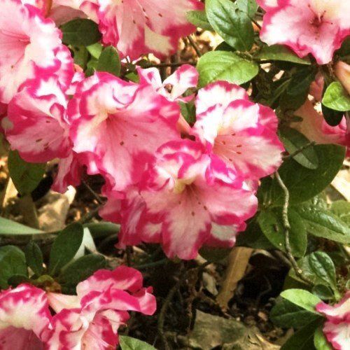 Azalea Gay Paree - 1.25Ltr