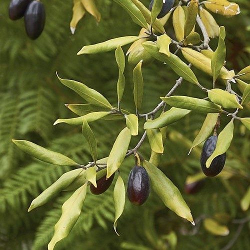 Beilschmiedia tawa - Pot