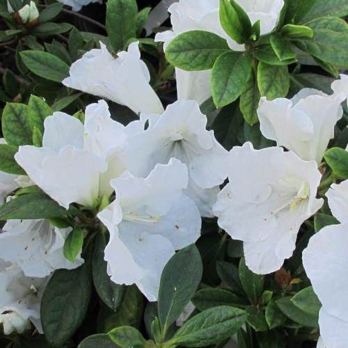 Azalea Alaska - 1.25Ltr