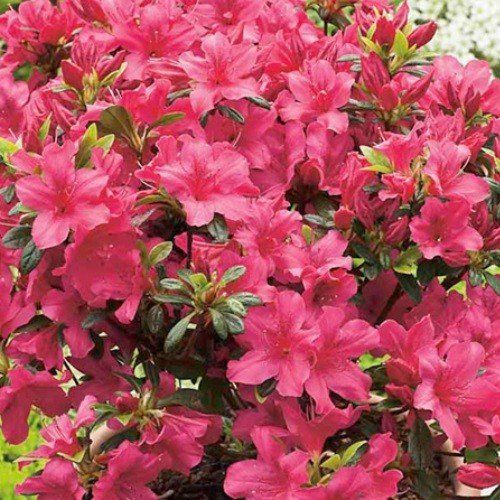 Azalea Bit O'Sunshine - 1.25Ltr