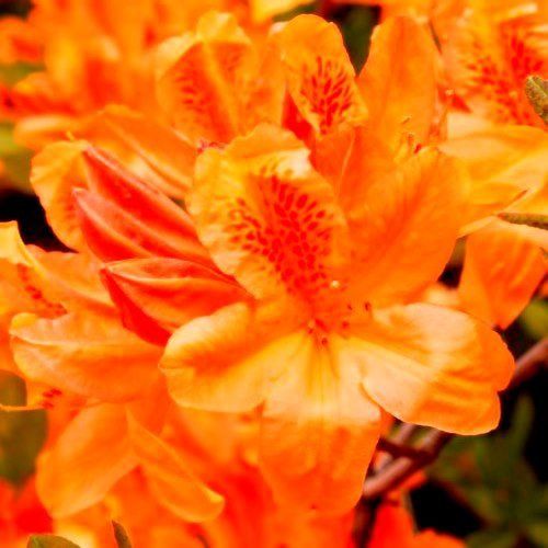 Azalea Apricot Flush (dec.) - 4.7Ltr