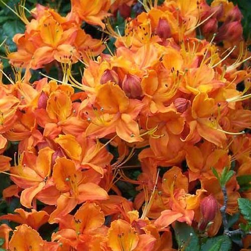 Azalea Cocade - 1.25Ltr