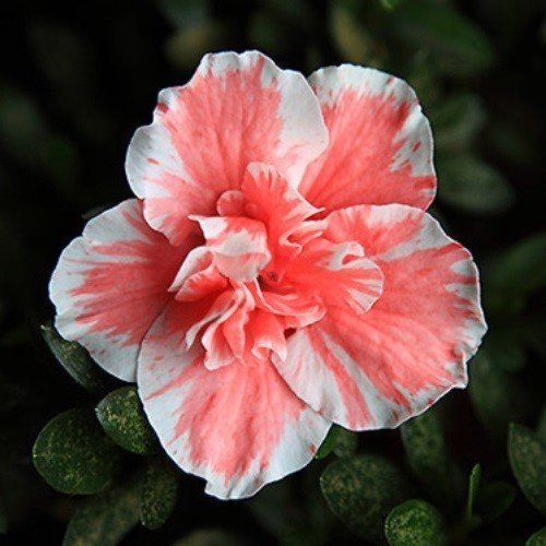 Azalea Eri Schame - 1.25Ltr