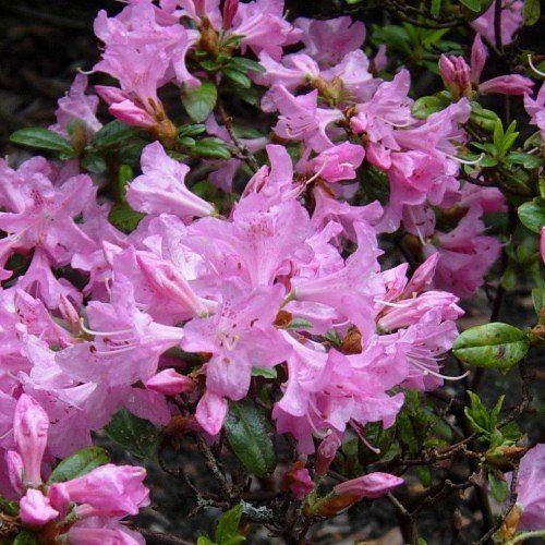 Azalea Hardijzer Beauty - 1.25Ltr
