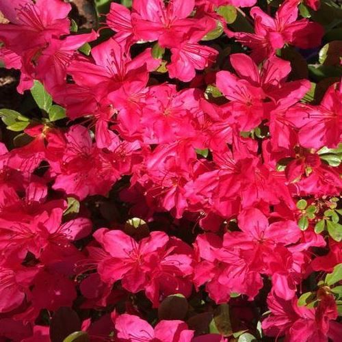 Azalea Hinode Girl - 1.25Ltr